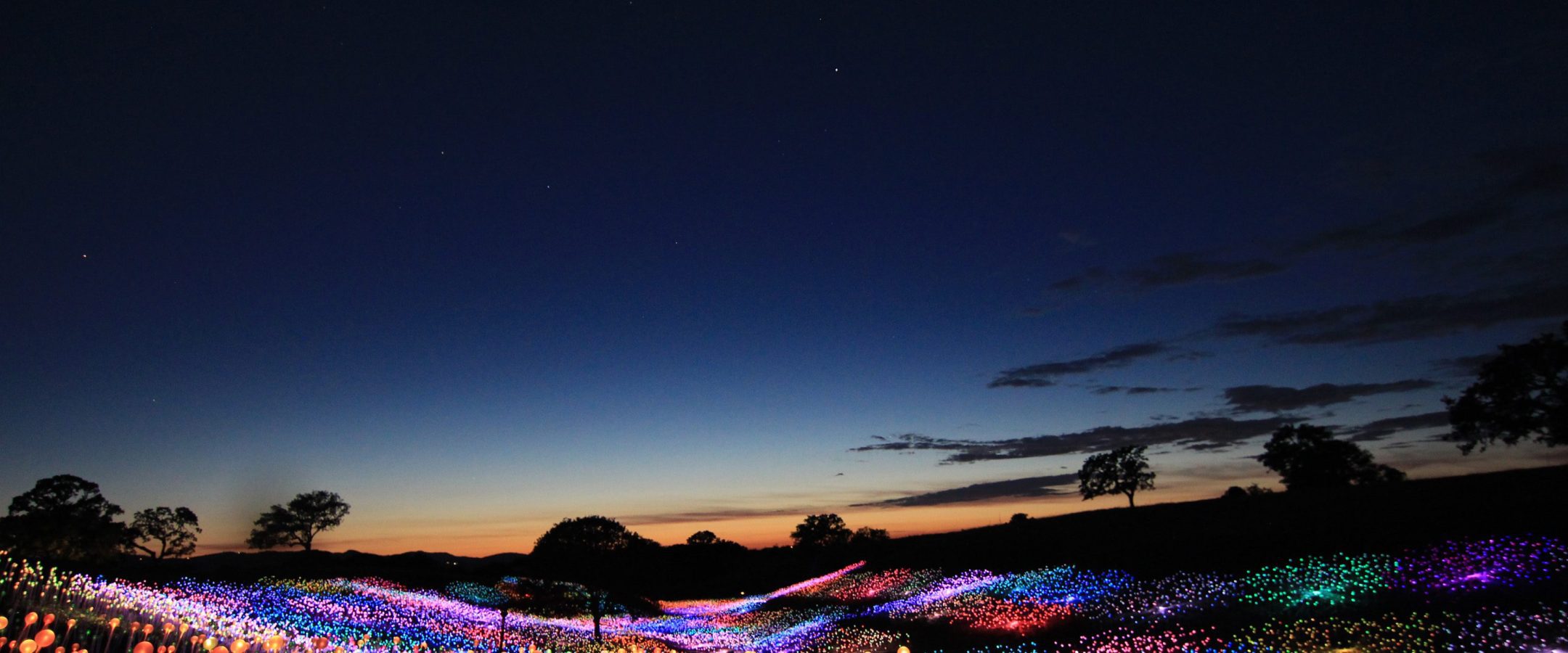 A field of illuminated flowers at sunset.