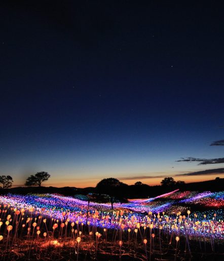 A field of illuminated flowers at sunset.