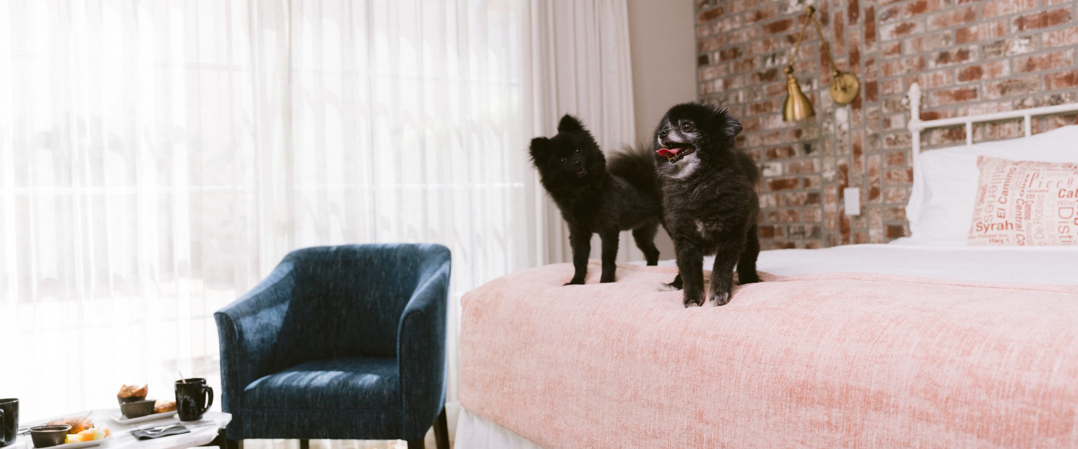 Two small black dogs standing on the foot of the bed in a room.