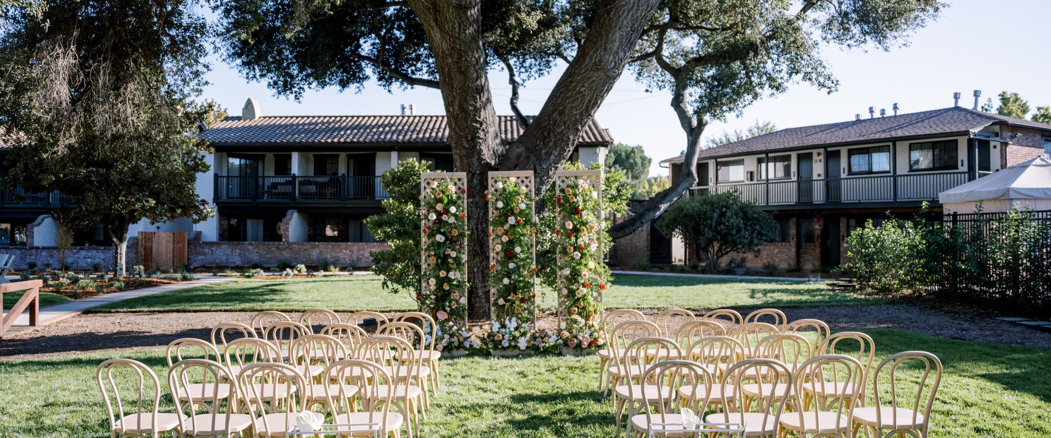 Rows of chairs set in front of a large tree with an aisle leading to the tree